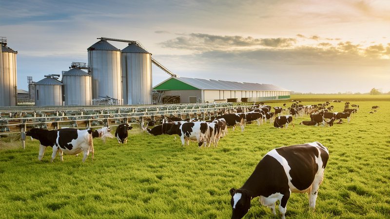Canadian Dairy Farms Hiring